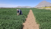 بازبینی تخصصی مزارع بذری در لرستان؛ آغاز فصل تصمیم‌های علمی و عملیاتی