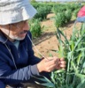 آغاز  برنامه پیش اصلاحی گندم در بانک ژن گیاهی ملی ایران