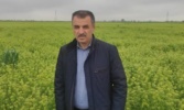 کشت ۷ هزار هکتاری «کاملینا» در اراضی شور گلستان/ ایستگاه تحقیقاتی گنبد به قطب تولید بذر کشور تبدیل شود