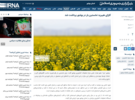 کلزای هیبرید نخستین بار در بوشهر برداشت شد