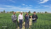 بازدید از پروژه های غلات در راستای امکان سنجی القای مقاومت به بیماریها با ذرات نانو