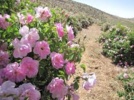 آماده‌سازی بستر و کاشت گل محمدی با رویکرد داده‌محور و علمی