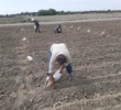 آغاز آزمایشات مقدماتی ارزیابی ۸۴ ژنوتیپ لوبیا سبز در برنامه‌های به‌نژادی کشور