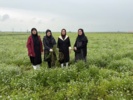 وضعیت سلامت و چالش‌های گیاهپزشکی مزارع سیاهدانه علی‌آباد کتول ارزیابی شد