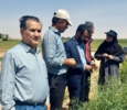 بازدید میدانی مشترک مرکز تحقیقات شاهرود و مرکز خدمات میامی از مزارع گندم، کلزا و پسته