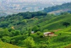 چهرهی سبز گیلان