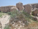 بررسی تغییرات پوشش گیاهی در پی نزولات آسمانی