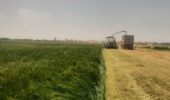 روز مزرعه خصیل جو
