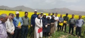 برگزاری روز مزرعه کلزا در روستای ایجان شهرستان خنداب با تاکید بر مصرف بهینه آب