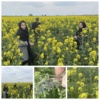 بازدید میدانی از مزارع کلزا در میاندوآب برای بررسی آلودگی به شته مومی