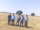 بازدید نظارتی از روند تولید، خرید و نگهداری بذر گندم و جو در شهرستان دهلران