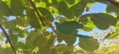 چالش پوسیدگی کیوی