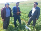 بازدید از مزارع گندم دیم و کاملینا با هدف ارتقای تولیدات کشاورزی در منطقه کالپوش