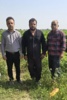 پایش نیترات و عناصر سنگین در مزارع پیاز و سیبزمینی شهرستان اندیمشک