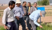 بازدید رئیس موسسه تحقیقات ثبت و گواهی بذر و نهال از مزارع تولید بذر ایستگاه تحقیقات کشاورزی اراک