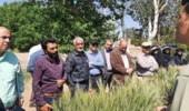 معرفی رقم گندم رخشان، بعنوان رقم  زودرس و کم‌مصرف