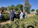 بازدید معاون سازمان تات؛ از توسعه کشت گلمحمدی تا توانمندسازی زنان روستایی