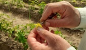 دستیابی پژوهشگران مؤسسه اصلاح و تهیه نهال و بذر به لاینهای برتر گوجهفرنگی جهت تولید ارقام هیبرید