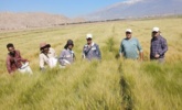 حذف خوشه‌های ناخالص و علف‌های هرز در راستای تولید بذور خالص و استاندارد جو
