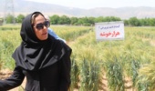 فرآیندی دانشبنیان برای ارتقای امنیت غذایی