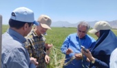 گام بلند متخصصان برای صیانت از دسترنج گندمکاران بروجردی/ تدوین نقشه راه مقابله با تنشهای بیولوژیک