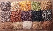 تدوین برنامه ملی برای کاهش وابستگی به واردات بذر تا سال ۱۴۰۸