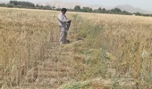 ارزیابی سازگاری ارقام مختلف تریتیکاله در راستای تأمین امنیت علوفهای کشور
