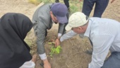 کشت 50 اصله کنار پیوندی در ستاد پژوهشکده خرما و میوه‌های گرمسیری با مشارکت مدیریت باغبانی سازمان جهادکشاورزی