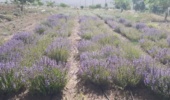ایجاد کلکسیون گیاهان دارویی در راستای اصلاح الگوی کشت در شرکت کشت و صنعت شهمیرزاد توسط مرکز