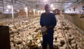 بهبود بهره‌وری در مرغ آرین با مدیریت دانش‌محور