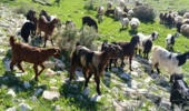 مراتع مسیر بوشهر به گناوه و دیلم سپر حفاظتی راهها و منابع طبیعی