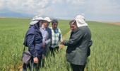 ارزیابی ارقام جدید گندم دیم؛ گامی برای افزایش بهرهوری دیمزارهای استان اردبیل