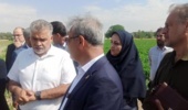 رصد و ارزیابی ۶۰۰ رقم گوجهفرنگی در مرکز آموزش عالی امام خمینی(ره)