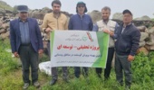 بهبود ۱۵ درصدی تولید بره در گلههای روستایی و عشایری سبلان