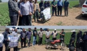 کنترل و مدیریت سفیدک دروغین سیبزمینی؛ گامی موثر برای کاهش خسارت مزارع