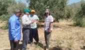 کارگاه آموزشی «شناخت چالش‌های زیستی پسیل زیتون و مدیریت علمی کنترل آن» برگزار شد