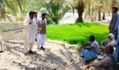 برگزاری کارگاه جامع اصول و روشهای نوین کشت برنج در شهرستان سرباز ، سیستان و بلوچستان