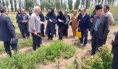پژوهشگران اردبیلی بر توسعه گیاهان دارویی و زراعت چوب با رویکرد بهرهبرداری پایدار تأکید کردند