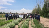 کارگاه عملی گلابگیری در پایگاه تحقیقاتی سامیان اردبیل برگزار شد