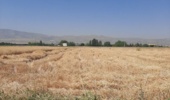 آغاز برداشت گندم از مزارع ایستگاه تحقیقات چندمنظوره سراب چنگایی خرمآباد