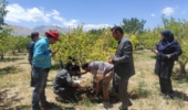 کارگاه آموزشی کنترل کنه قرمز اروپایی درختان سیب در مجن برگزار شد