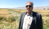 پیوندِ پژوهش و تولید در بروجرد؛ مزارع الگویی، بسترِ ترویجِ تناوب زراعی و اصلاح الگوی کشت