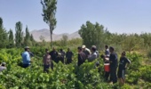 برگزاری روز انتقال یافته‌های مبارزه با آفات و تغذیه باغات انگور در بخش زالیان شازند