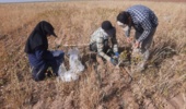عملیات پایش و ارزیابی جمعیت بیماریها و علف‌های هرز مزرعه گندم دیم در روستای نجف‌آباد آشتیان