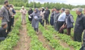 پایش مرحله داشت سیب‌زمینی در سایت الگویی اردبیل