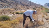 تلاش پژوهشگران مرکز تحقیقات بوشهر برای تکثیر گیاهان خوش‌خوراک مرتعی