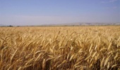 بررسی میدانی طرح‌های پژوهشی و لاین‌های امیدبخش در مرکز تحقیقات کشاورزی آذربایجان غربی