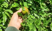 استان کرمان- شهرستان ارزوئیه- همافزایی کارشناسان و باغداران برای حفاظت از محصول استراتژیک انار