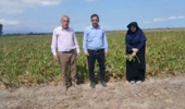 پایش بیماریهای پس از برداشت چغندرقند توسط محققان مرکز تحقیقات و آموزش کشاورزی گلستان
