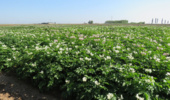 پیوند دانش و مزرعه؛ رویکرد مسئلهمحور برای ارتقای بهرهوری